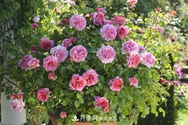 新手種植月季容易犯的幾個(gè)錯(cuò)誤(圖5)