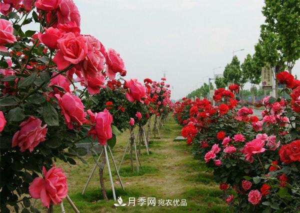 在給景觀月季樹嫁接完畢后要做什么養(yǎng)護？(圖1)