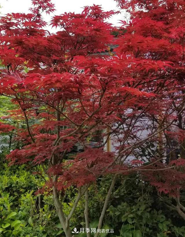 什么紅楓一年四季都紅？(圖1)