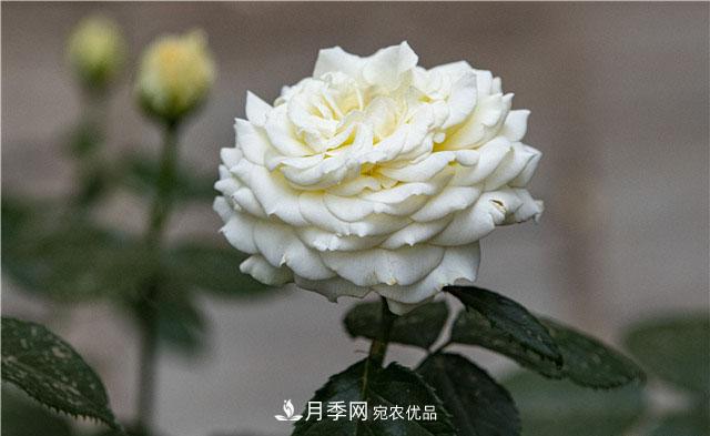 月季花開(kāi)吐芬芳，南陽(yáng)月季大美景(圖庫(kù))(圖5)