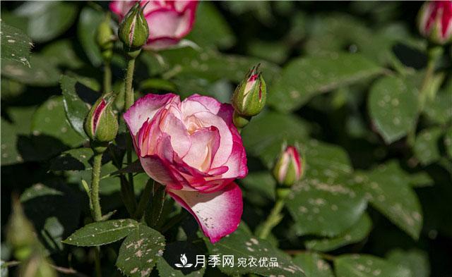 月季花開(kāi)吐芬芳，南陽(yáng)月季大美景(圖庫(kù))(圖6)