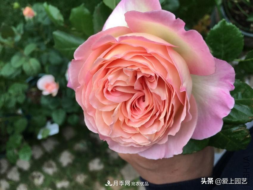 一成不變的月季不是我的菜，“百變女郎”才夠精彩(圖1)