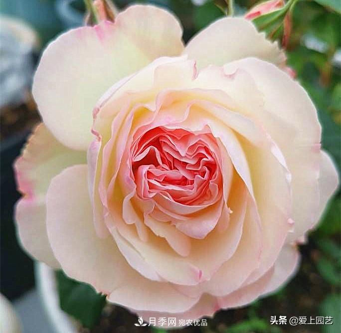 一成不變的月季不是我的菜，“百變女郎”才夠精彩(圖7)