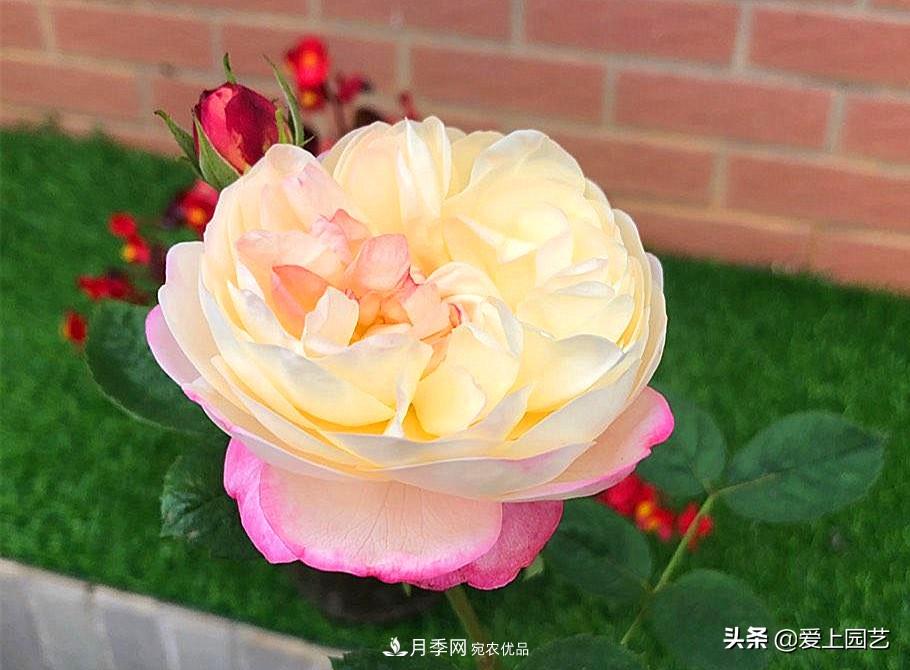 一成不變的月季不是我的菜，“百變女郎”才夠精彩(圖4)