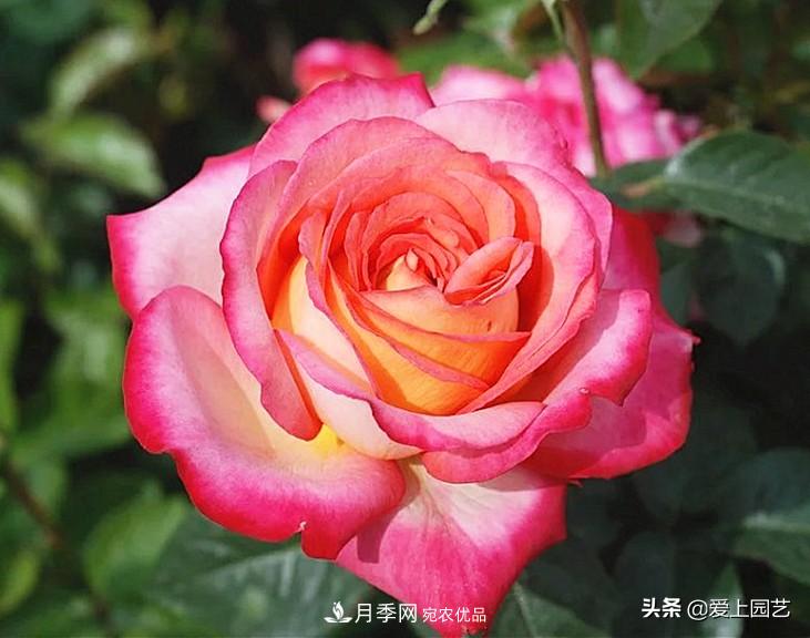 一成不變的月季不是我的菜，“百變女郎”才夠精彩(圖12)