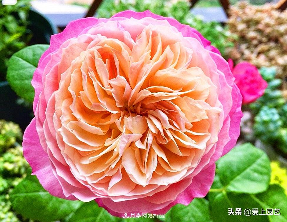 一成不變的月季不是我的菜，“百變女郎”才夠精彩(圖10)