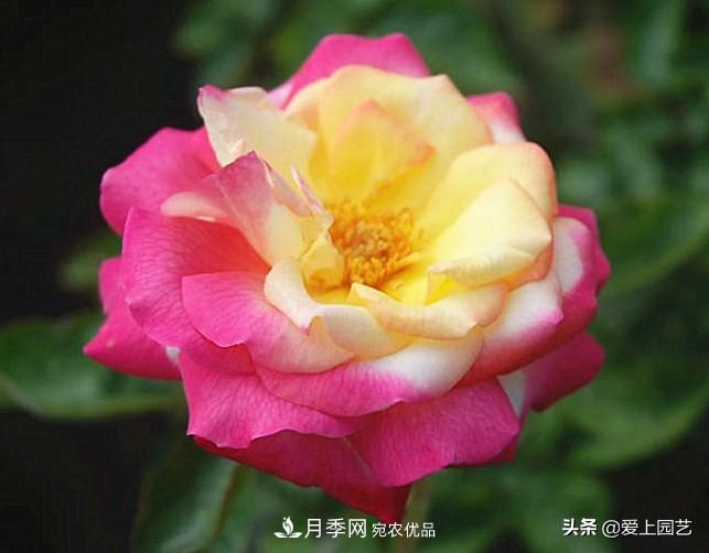 一成不變的月季不是我的菜，“百變女郎”才夠精彩(圖14)