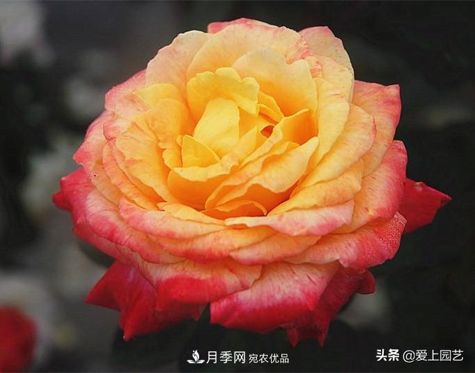 一成不變的月季不是我的菜，“百變女郎”才夠精彩(圖13)