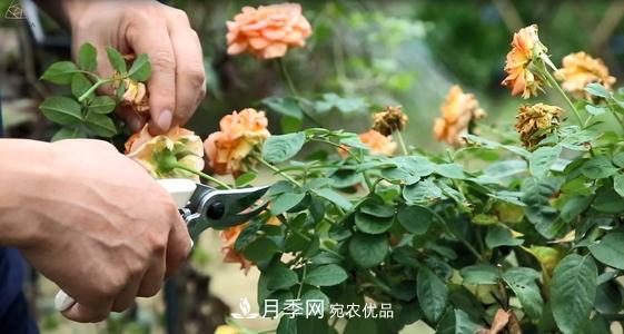 月季開(kāi)花越來(lái)越少？教你一招，分枝多，花量翻倍，新手也會(huì)養(yǎng)(圖3)