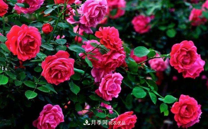 一年開兩次花，月季花需要這樣養(yǎng)護(hù)管理(圖2)