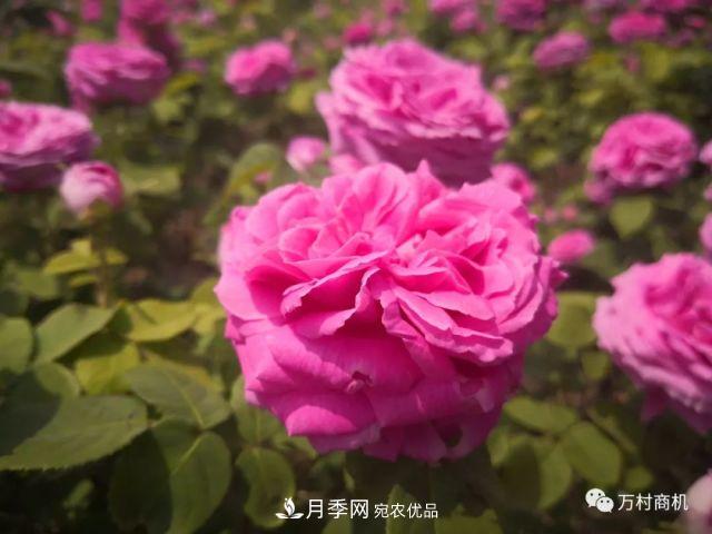 月季花好養(yǎng)活，但要花大花艷您得懂這些知識(圖1)