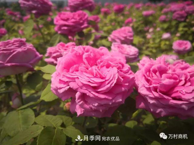 月季花好養(yǎng)活，但要花大花艷您得懂這些知識(圖3)