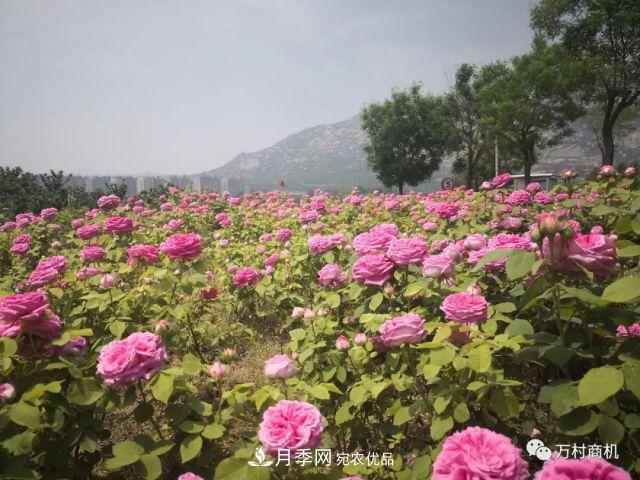 月季花好養(yǎng)活，但要花大花艷您得懂這些知識(圖2)