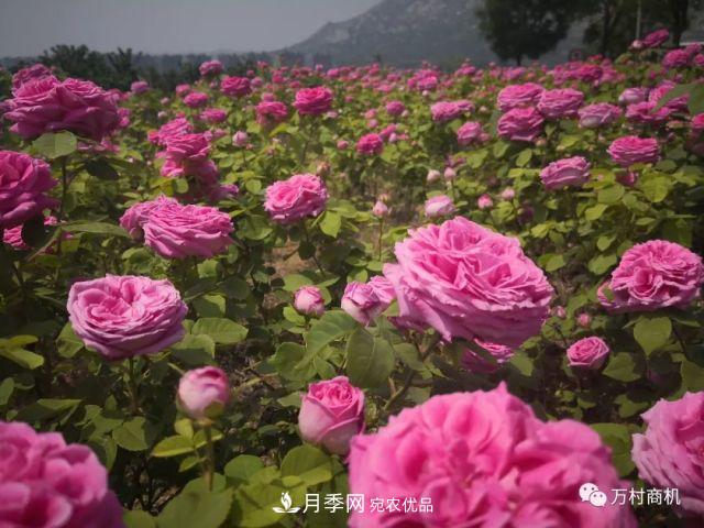 月季花好養(yǎng)活，但要花大花艷您得懂這些知識(圖4)