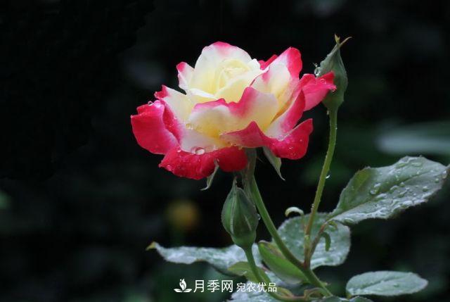 月季花的來歷和優(yōu)美詩(shī)詞賞析(圖6)