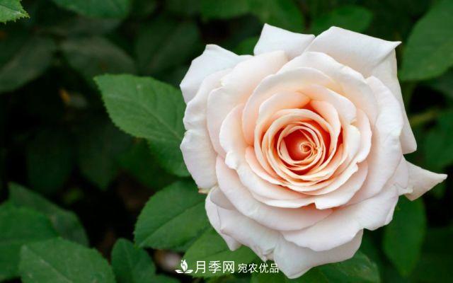 月季花的來歷和優(yōu)美詩(shī)詞賞析(圖8)