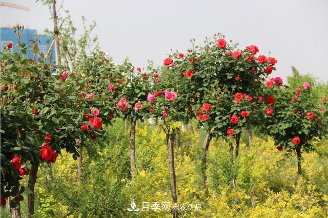 陜西咸陽兩寺渡公園百畝“月季樹”絢爛綻放惹人愛！(圖3)