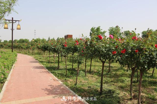 陜西咸陽兩寺渡公園百畝“月季樹”絢爛綻放惹人愛！(圖1)