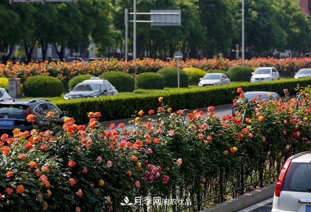 月季芬芳四百年 北京市花的前世今生(圖1)