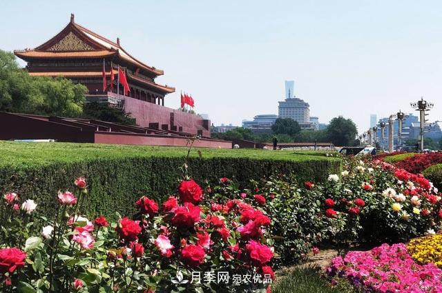 月季芬芳四百年 北京市花的前世今生(圖3)