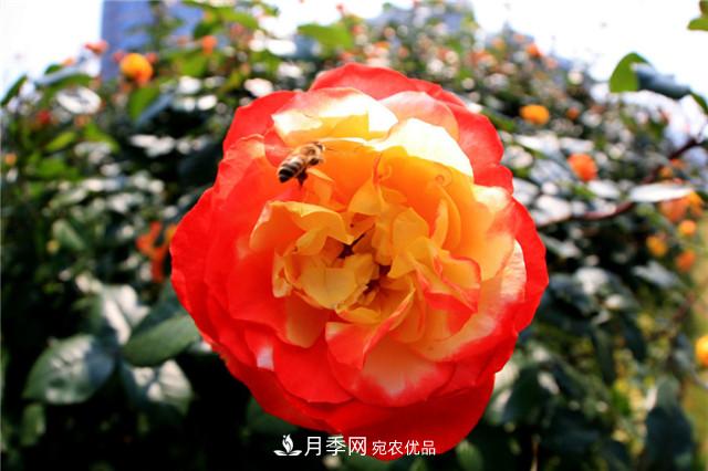 哪些月季花品種是花友必備的？(圖3)