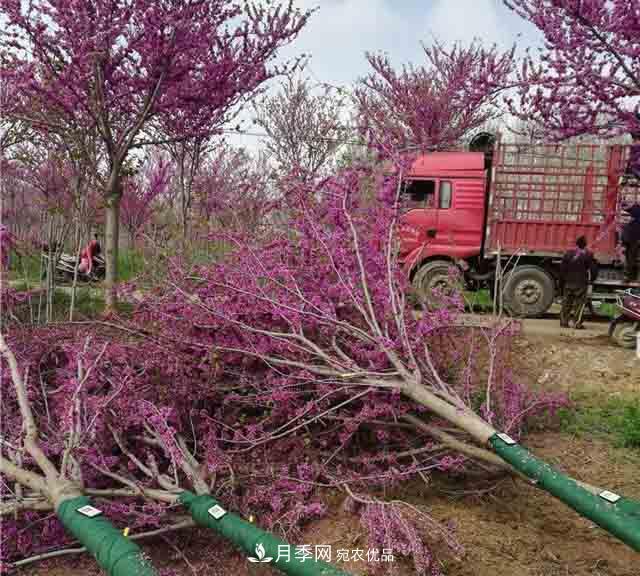 河南鄢陵：花木銷(xiāo)售好于預(yù)期(圖2)