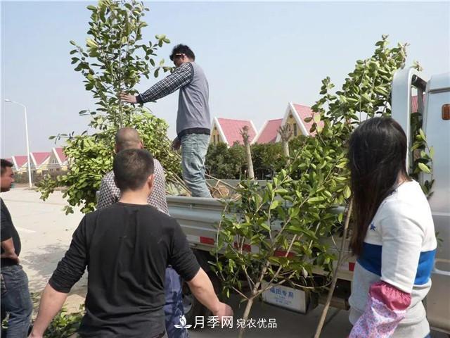 河南鄢陵：花木銷(xiāo)售好于預(yù)期(圖1)