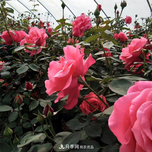 樹狀月季花怎么澆水和施肥？(圖1)