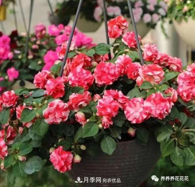 陽臺(tái)種盆它，比月季開花勤，小巧精致好養(yǎng)活，開花重瓣似牡丹(圖1)