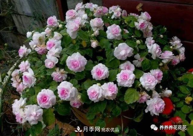 陽臺(tái)種盆它，比月季開花勤，小巧精致好養(yǎng)活，開花重瓣似牡丹(圖2)