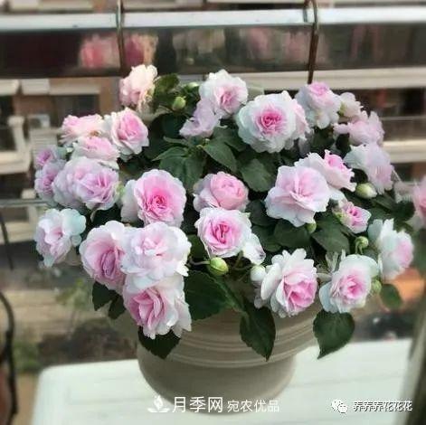 陽臺(tái)種盆它，比月季開花勤，小巧精致好養(yǎng)活，開花重瓣似牡丹(圖4)