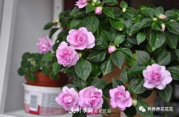 陽臺(tái)種盆它，比月季開花勤，小巧精致好養(yǎng)活，開花重瓣似牡丹(圖3)