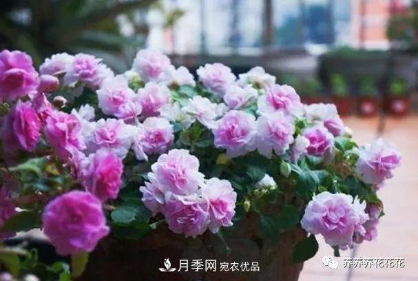 陽臺(tái)種盆它，比月季開花勤，小巧精致好養(yǎng)活，開花重瓣似牡丹(圖5)