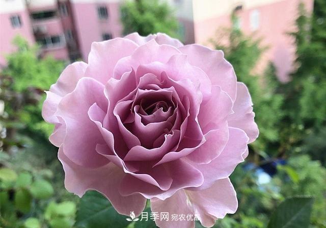 ***美的波浪邊月季，又香又勤花，種植無難度，非常適合新手(圖1)