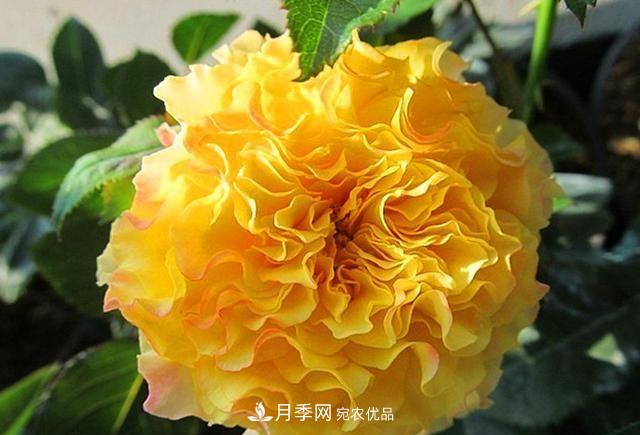 ***美的波浪邊月季，又香又勤花，種植無難度，非常適合新手(圖8)