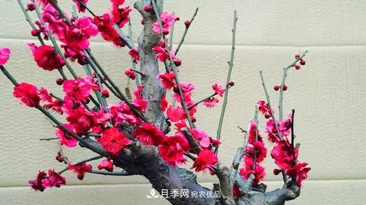 蠟梅花的養(yǎng)護(hù)方法(圖3)