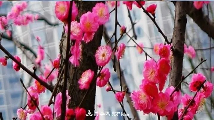 蠟梅花的養(yǎng)護(hù)方法(圖1)