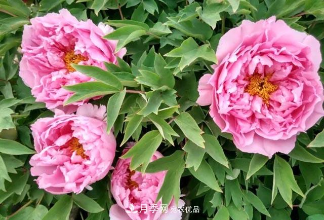 洛陽(yáng)牡丹花種植中的一點(diǎn)小建議，有幫助必看(圖1)