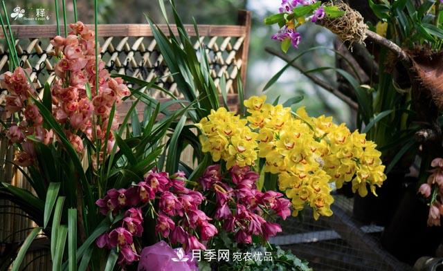 世界第二大植物家族，總共800個(gè)屬，說(shuō)一說(shuō)蘭花那點(diǎn)事(圖1)