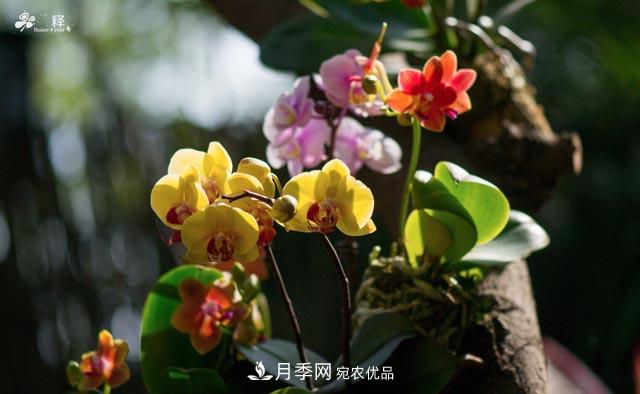 世界第二大植物家族，總共800個(gè)屬，說(shuō)一說(shuō)蘭花那點(diǎn)事(圖2)