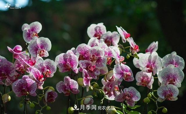 世界第二大植物家族，總共800個(gè)屬，說(shuō)一說(shuō)蘭花那點(diǎn)事(圖4)