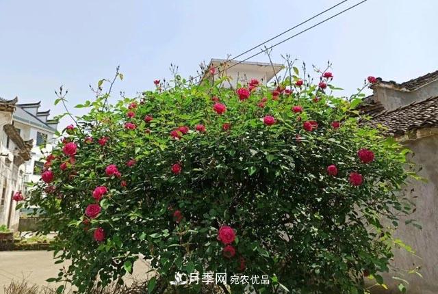 太奶奶養(yǎng)的月季，110歲高齡啦！(圖1)