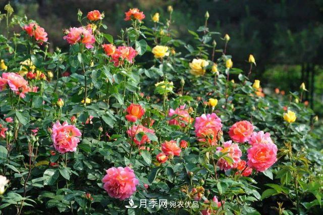 詩意和禪意：花開花落自有時，總賴東君主(圖2)