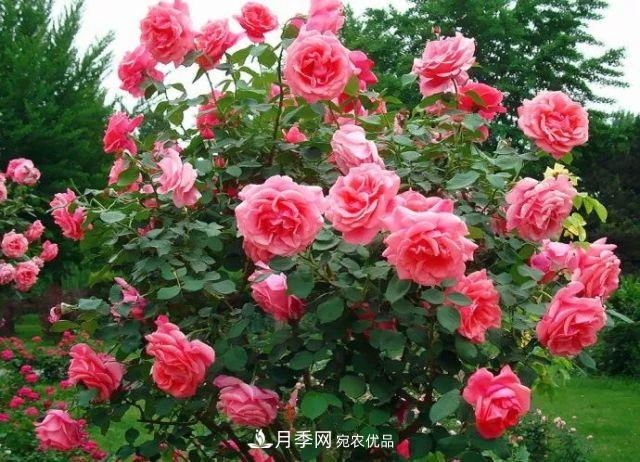 詩意和禪意：花開花落自有時，總賴東君主(圖3)