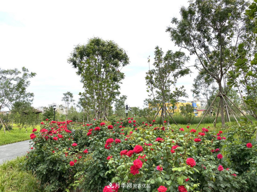 免費(fèi)，景美，有兒童活動(dòng)區(qū)！北京密云月季公園，你去了嗎！(圖6)