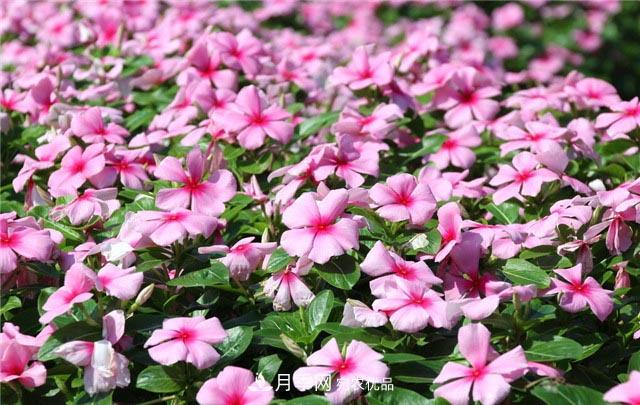 花只能開一季？這7種花四季都能賞花，月季花不可缺(圖2)