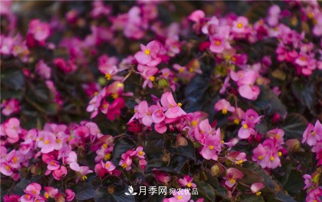 花只能開一季？這7種花四季都能賞花，月季花不可缺(圖3)