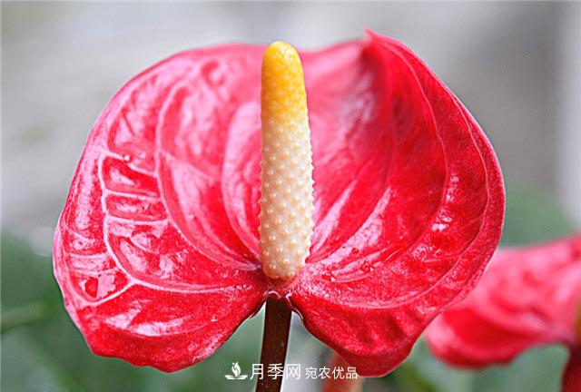 花只能開一季？這7種花四季都能賞花，月季花不可缺(圖4)