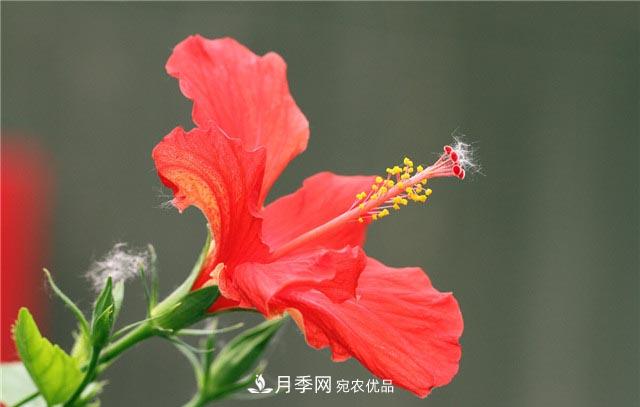 花只能開一季？這7種花四季都能賞花，月季花不可缺(圖5)