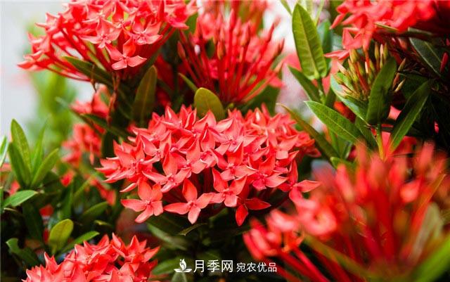 花只能開一季？這7種花四季都能賞花，月季花不可缺(圖6)